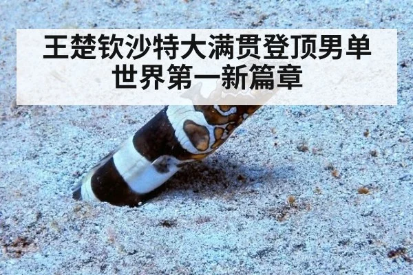 王楚钦沙特大满贯登顶男单世界第一新篇章